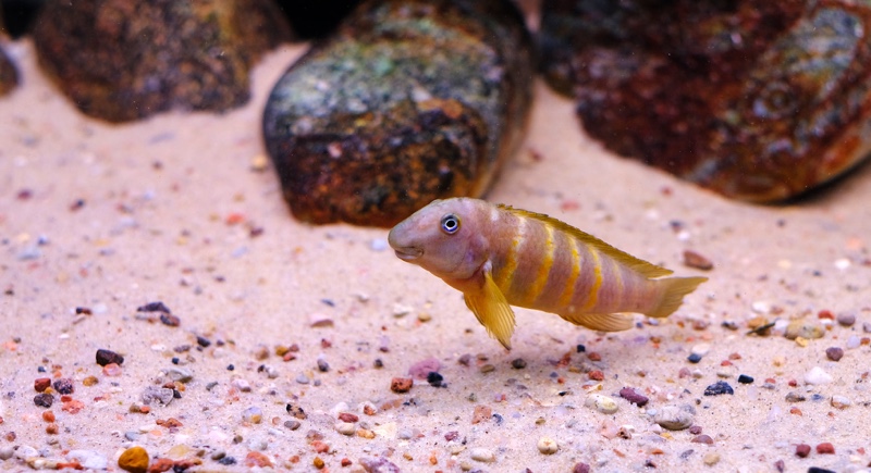 Eretmodus marksmithi 'Milima Island'